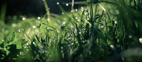 Wet grassy field in the morning