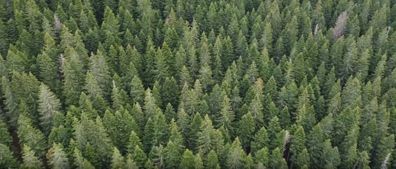 A birdseye view of a forrest