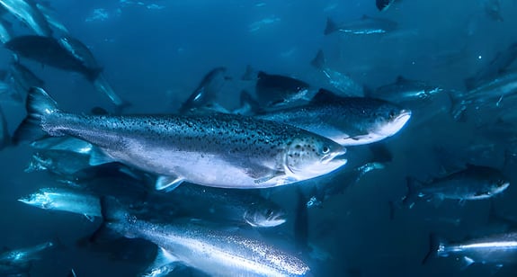 Underwater photo of salmon swimming in fish pen